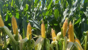 1740759752_80af8051c15d63303faf