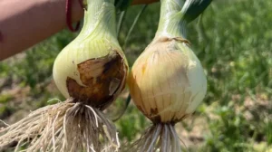 1742471354_2545a596777b1c1d89e4