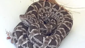 1747676674_f6d402125a95f24c5889