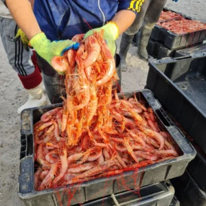 1752855282_cf7d3f0720270a27fa9a