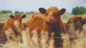 1755178363_083bedd14402ab290cca