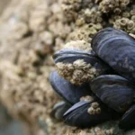Levantan veda por marea roja en Pozo Salado