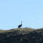 Protegiendo a los ñandúes en La Lobería: un llamado a la conciencia vial y ambiental