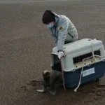 Rescate exitoso de lobo marino en Punta Bermeja